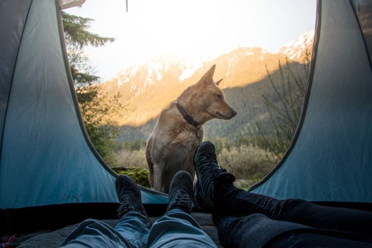 Zelten mit Hund Campingplätze in DACH [Checklisten]