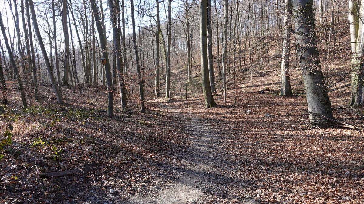 Kapuzinerberg Wanderweg durch den Wald