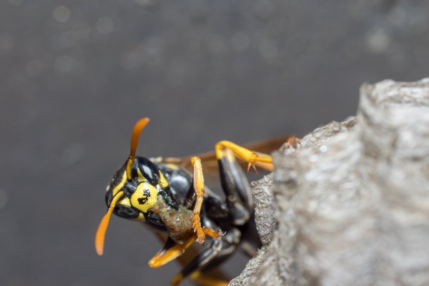 Wespenkönigin baut Nest